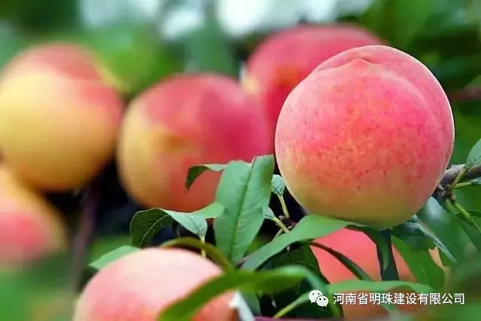 【扶貧】桃子熟了果農(nóng)愁，明珠公司來(lái)解憂